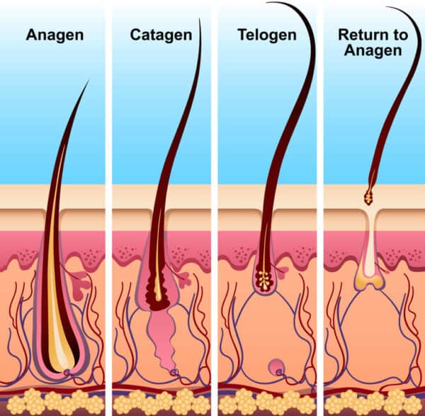 hair growth cycle